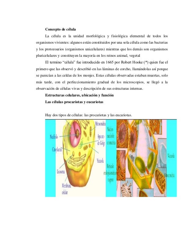 Diferencia entre células animales y vegetales